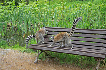 Ring-tailed lemurs on a bench in a Zoo