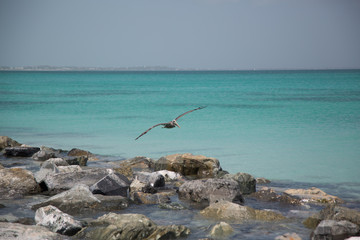 Paesaggi dei Caraibi con palme