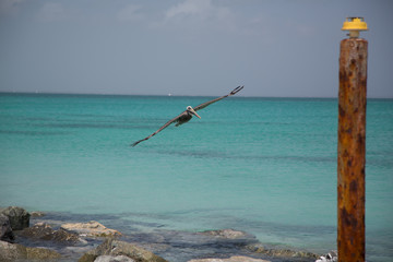 Fototapeta premium Paesaggi dei Caraibi con palme