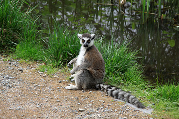 Ring-tailed lemur sitting near a pond in a Zoo