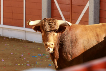 Toro en la plaza