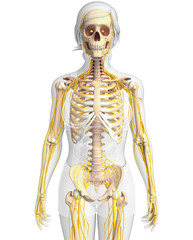 Nervous system and female skeleton artwork