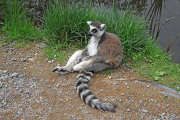 Naklejka na ściany i meble Ring-tailed lemur sitting near a pond in a Zoo