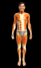 3d rendered illustration of male muscles anatomy