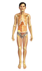 3d rendered illustration of male body anatomy