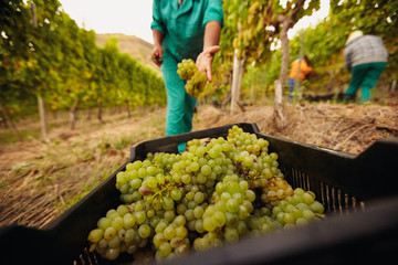 Farm worker harvesting grape in vineyard