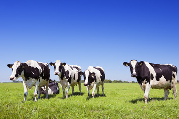 Cows in a fresh grassy field on a clear day - 89824227