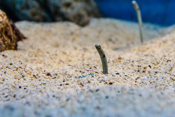 Garden eel
