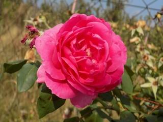 Pink rose