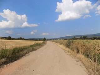 Road between fields