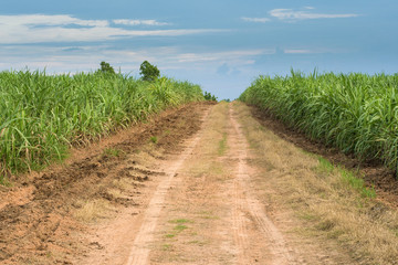 Fototapeta na wymiar Sugarcane road landscape