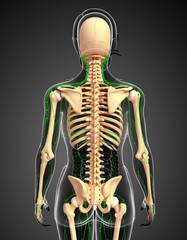 Lymphatic system of Female skeleton artwork