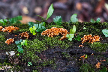Ferns, moss on tree bark Background