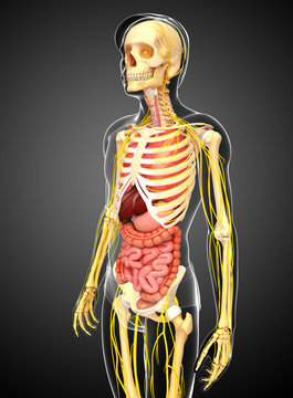 Male skeleton with nervous and digestive system artwork
