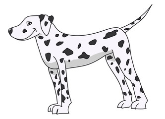 Dalmata Dog