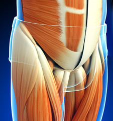 3d rendered illustration of pelvic muscles anatomy