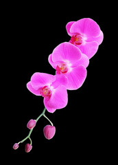 Obraz premium pink orchid flower isolated on black background