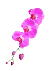 Naklejka na ściany i meble pink orchid flower isolated on white background