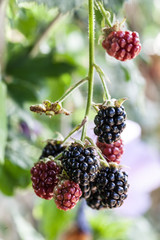 macro of bunch of brambles in the ripening process