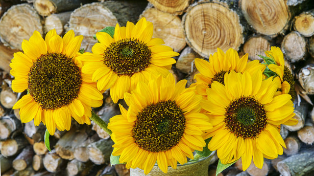 Autumn Bouquet of Sunflowers with Woodpile. Closeup