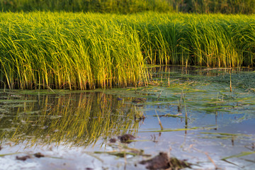 Seedlings of rice agriculture in rice fields