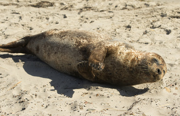 Seal on the beach