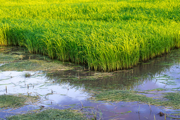 Seedlings of rice agriculture in rice fields