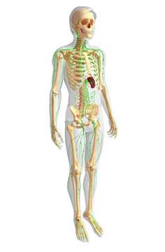 Lymphatic system of Male skeleton artwork