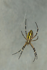 The wasp spider Argiope bruennichi on the spiderweb