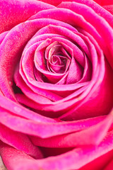 Pink rose petal,nature abstract concept,nature abstract backgrou