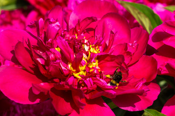 Red peonia weth a bee on it