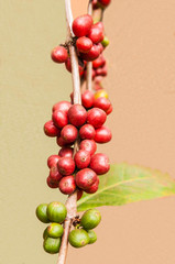 coffee berries isolated