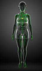 Lymphatic system of  female body