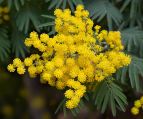 Mimosa
