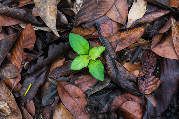 Green plant growing among the dry leaves