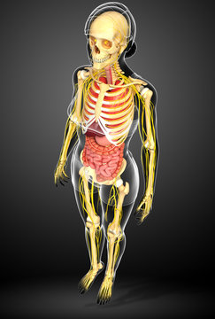  Female skeleton with nervous and digestive system artwork