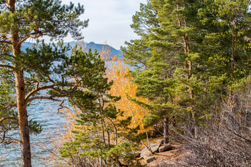 Fototapeta premium Nature