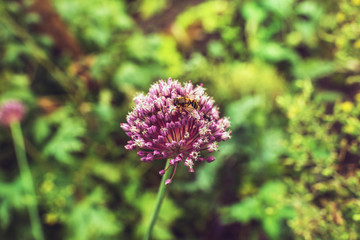 Obraz premium Close-up of Purple Flower with Bee. Blurred Green Foliage in Bac
