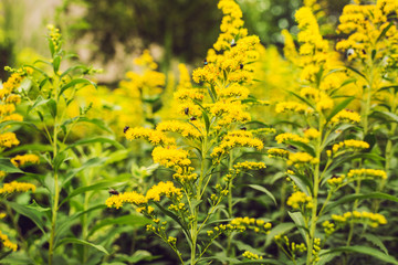 Plants with Yellow Blossom and Flies.
