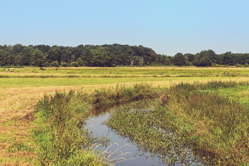 Rural Meadow Landscape with Reed and Small Canal. Trees on Horiz