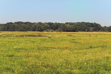 Countryside Summer Meadow Landscape with Trees at Horizon. The N