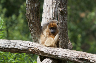 Gibbon