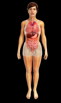 digestive system artwork