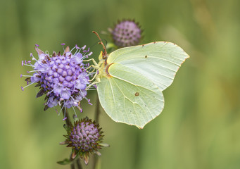 Lemon butterfly