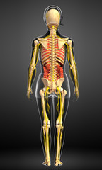  Female skeleton with nervous and digestive system artwork