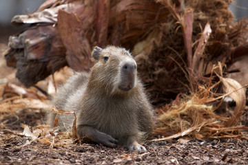 Capybara