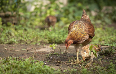 Thai brown hen in the garden