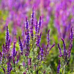 Summer meadow with blossoming plants.