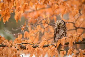 autumn owl