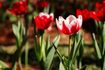 red tulip